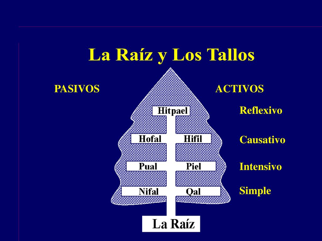 La Raíz y Los Tallos PASIVOS ACTIVOS Reflexivo Causativo Intensivo