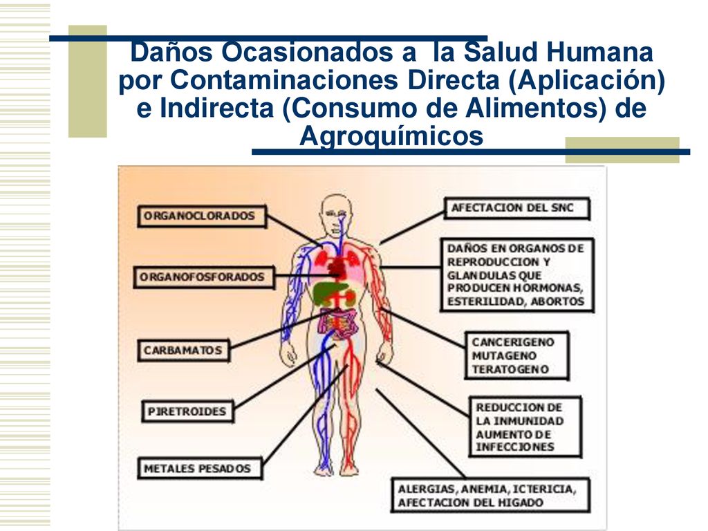Daños Ocasionados a la Salud Humana por Contaminaciones Directa (Aplicación) e Indirecta (Consumo de Alimentos) de Agroquímicos