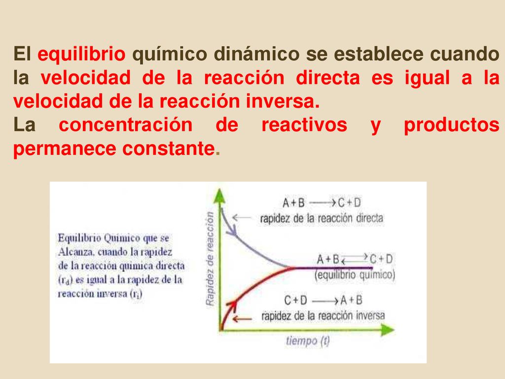 El equilibrio químico dinámico se establece cuando la velocidad de la reacción directa es igual a la velocidad de la reacción inversa.