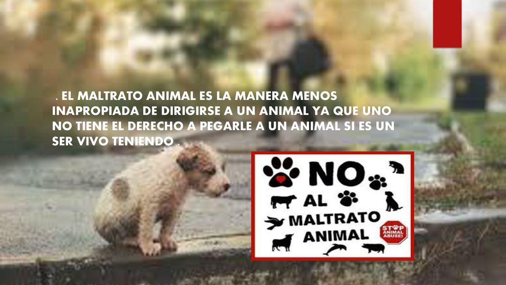 . El maltrato ANIMAL ES LA MANERA MENOS INAPROPIADA DE DIRIGIRSE A UN ANIMAL YA QUE UNO NO TIENE EL DERECHO A PEGARLE A UN ANIMAL SI ES UN SER VIVO teniendo .