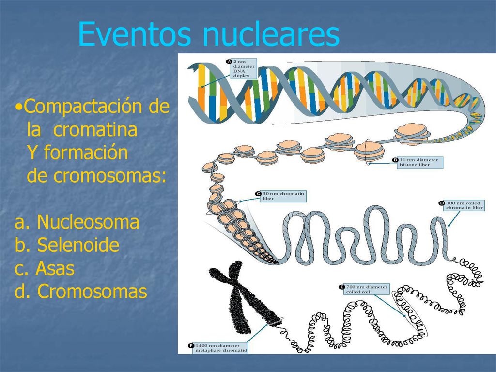 Eventos nucleares Compactación de la cromatina Y formación de cromosomas: a.