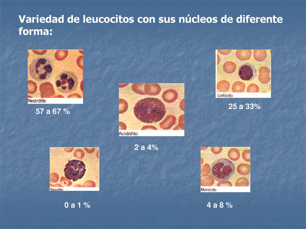 Variedad de leucocitos con sus núcleos de diferente forma: