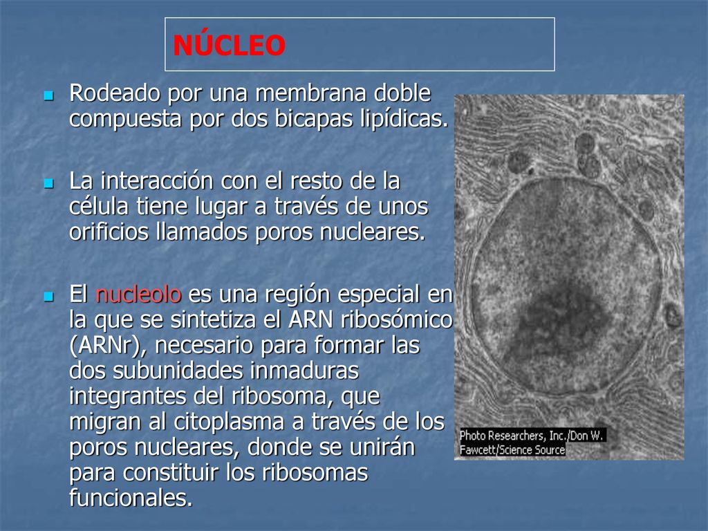 NÚCLEO Rodeado por una membrana doble compuesta por dos bicapas lipídicas.