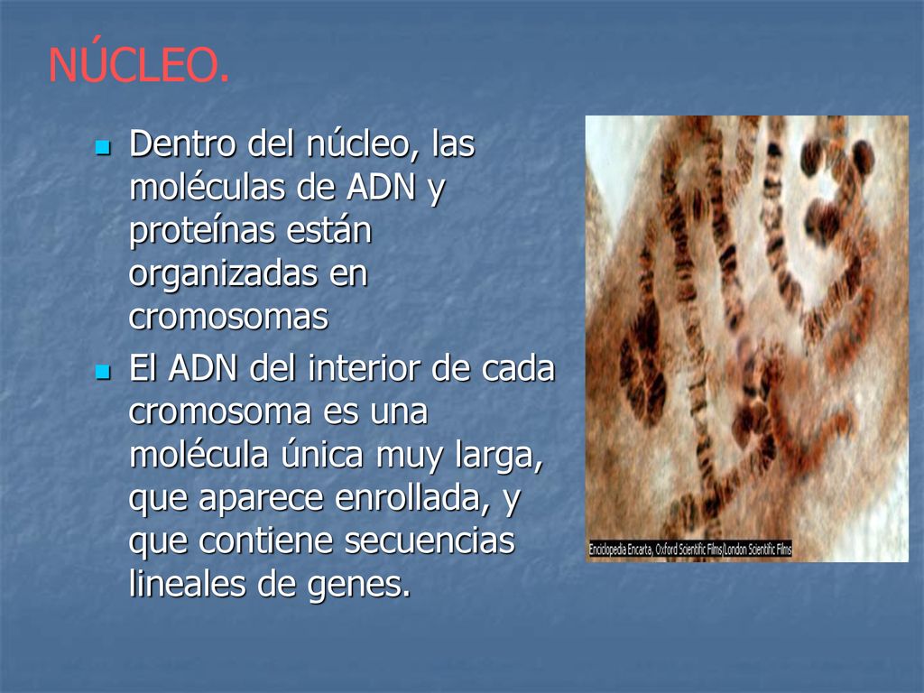 NÚCLEO. Dentro del núcleo, las moléculas de ADN y proteínas están organizadas en cromosomas.