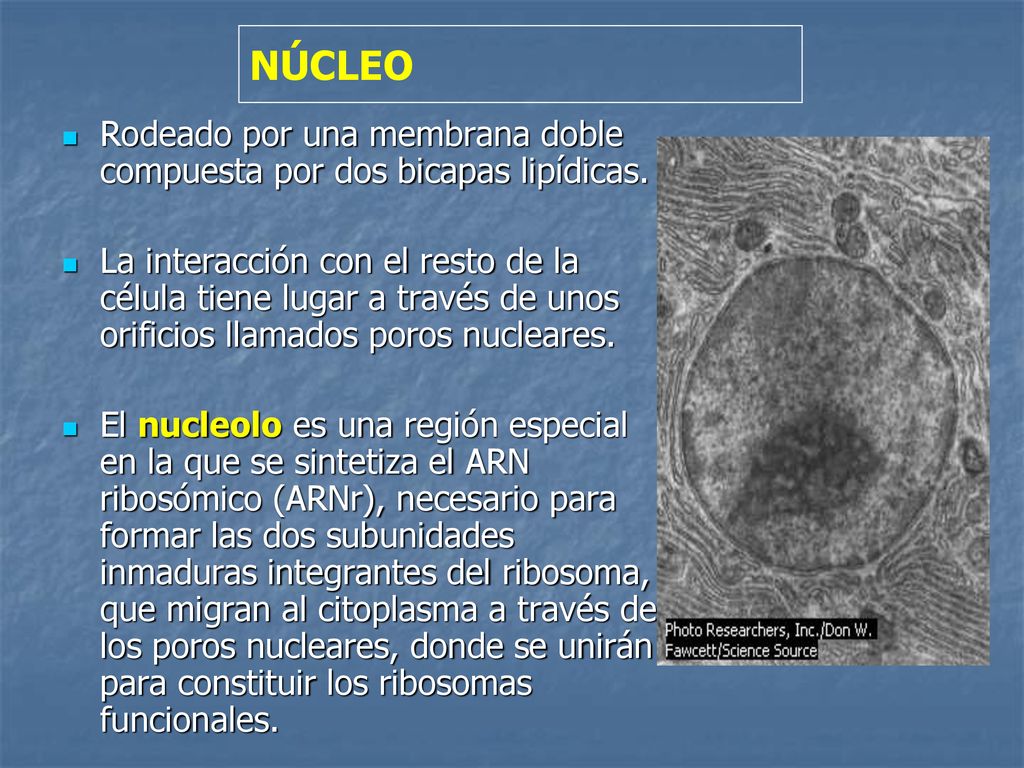 NÚCLEO Rodeado por una membrana doble compuesta por dos bicapas lipídicas.