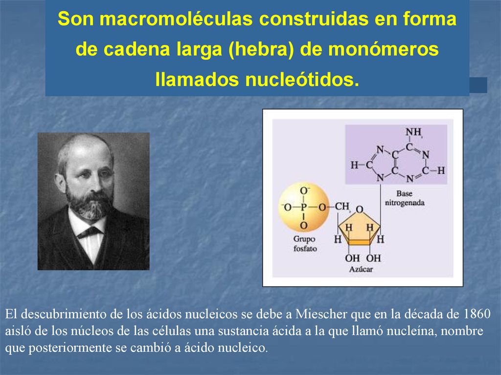 Son macromoléculas construidas en forma de cadena larga (hebra) de monómeros llamados nucleótidos.
