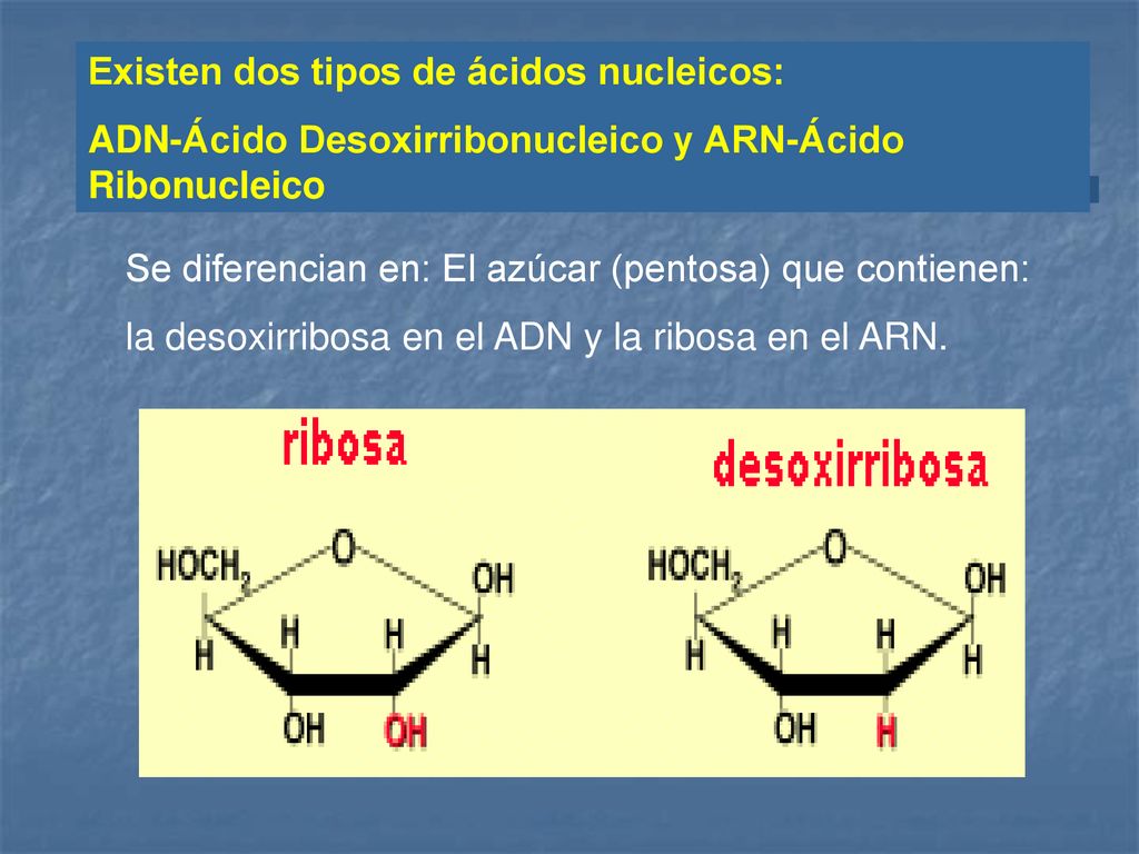 Existen dos tipos de ácidos nucleicos: