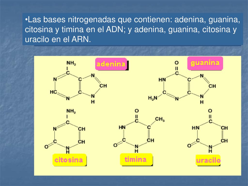 Las bases nitrogenadas que contienen: adenina, guanina, citosina y timina en el ADN; y adenina, guanina, citosina y uracilo en el ARN.