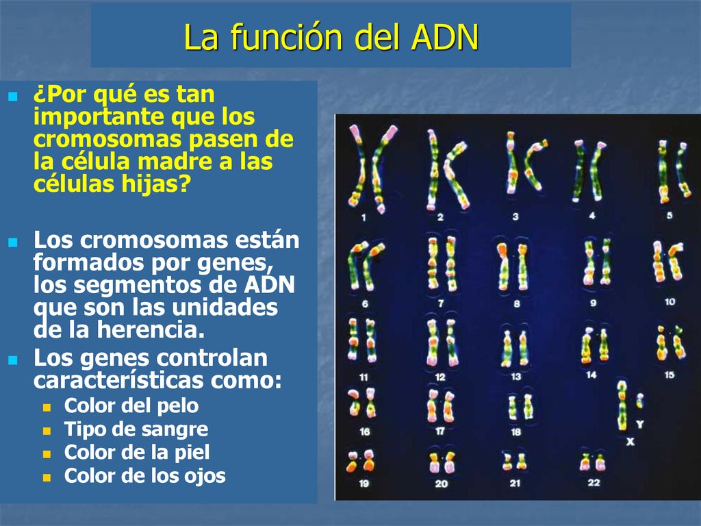 La función del ADN ¿Por qué es tan importante que los cromosomas pasen de la célula madre a las células hijas