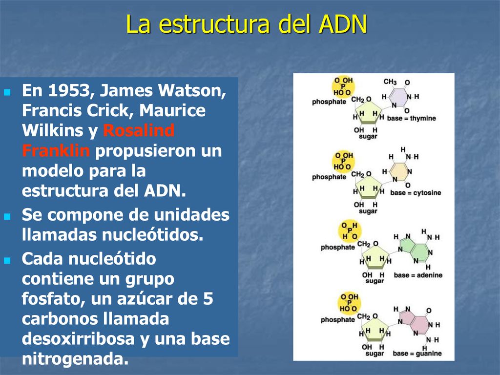 La estructura del ADN En 1953, James Watson, Francis Crick, Maurice Wilkins y Rosalind Franklin propusieron un modelo para la estructura del ADN.