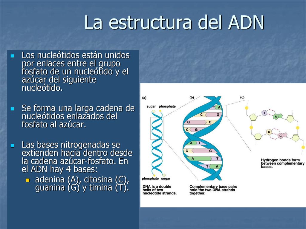 La estructura del ADN Los nucleótidos están unidos por enlaces entre el grupo fosfato de un nucleótido y el azúcar del siguiente nucleótido.