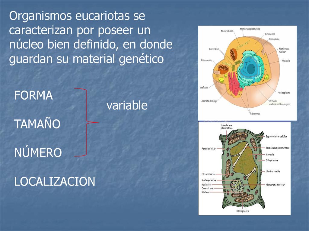 Organismos eucariotas se caracterizan por poseer un núcleo bien definido, en donde guardan su material genético