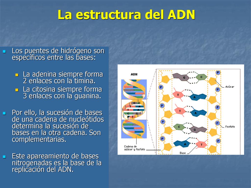 La estructura del ADN Los puentes de hidrógeno son específicos entre las bases: La adenina siempre forma 2 enlaces con la timina.