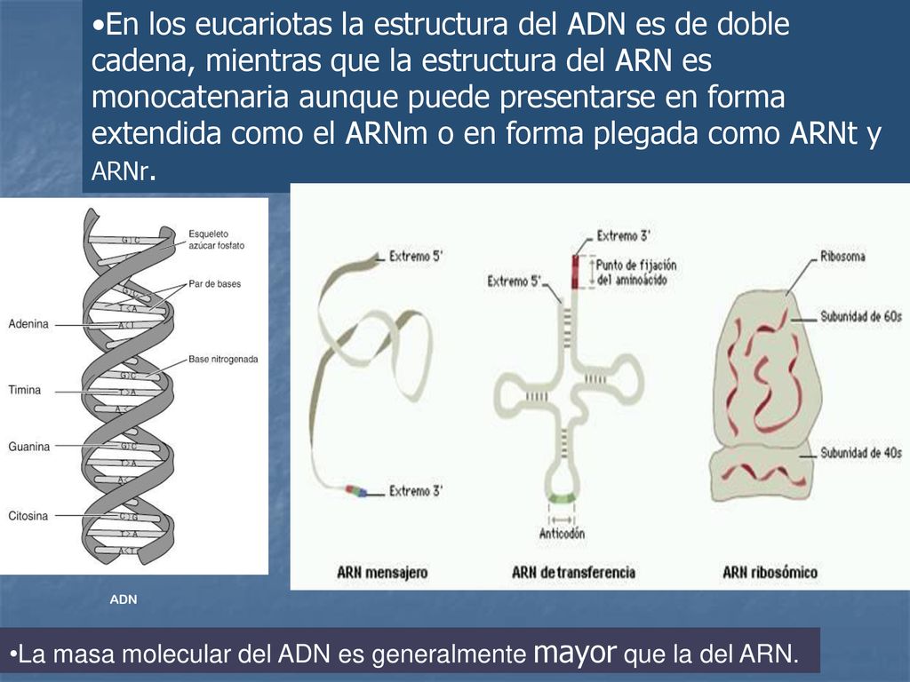 En los eucariotas la estructura del ADN es de doble cadena, mientras que la estructura del ARN es monocatenaria aunque puede presentarse en forma extendida como el ARNm o en forma plegada como ARNt y ARNr.