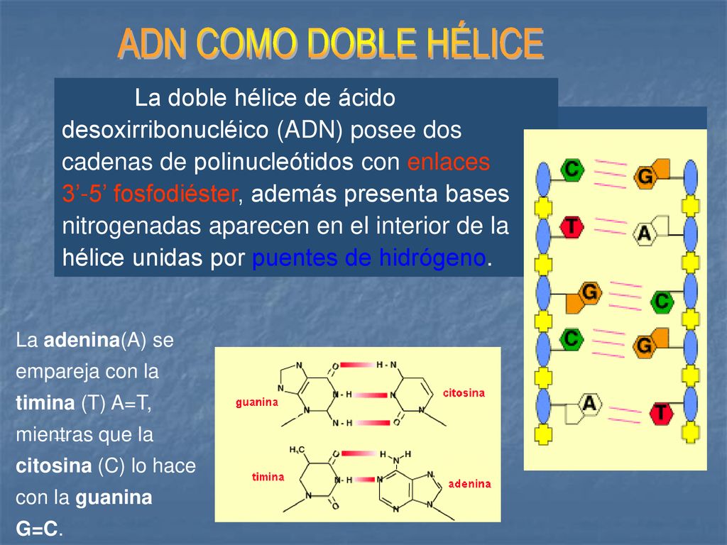 ADN COMO DOBLE HÉLICE La doble hélice de ácido desoxirribonucléico (ADN) posee dos cadenas de polinucleótidos con enlaces.