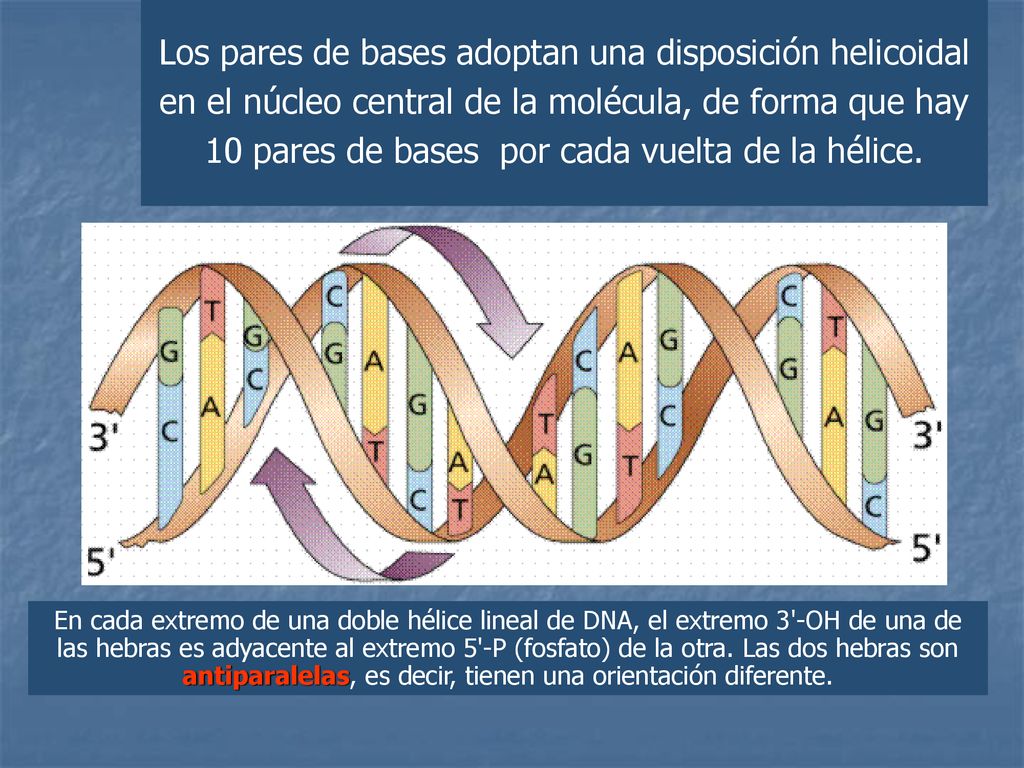 Los pares de bases adoptan una disposición helicoidal en el núcleo central de la molécula, de forma que hay 10 pares de bases por cada vuelta de la hélice.