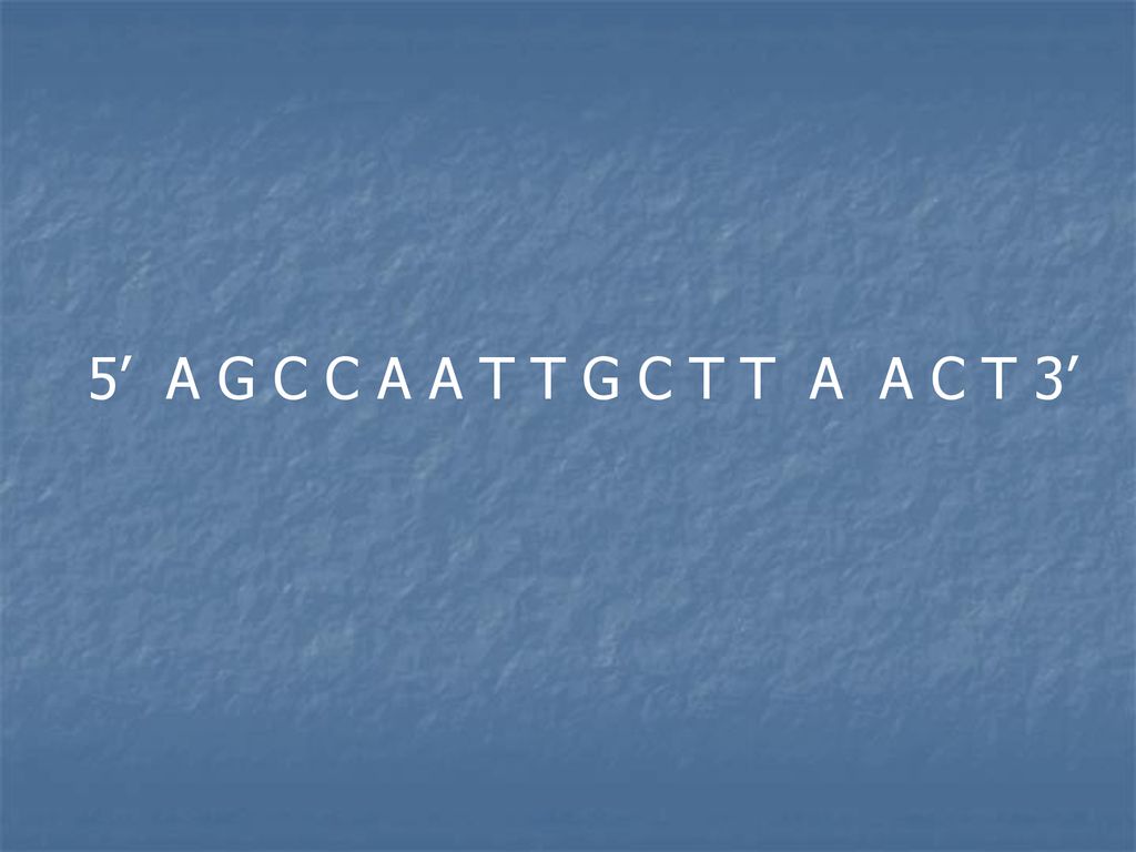 5’ A G C C A A T T G C T T A A C T 3’