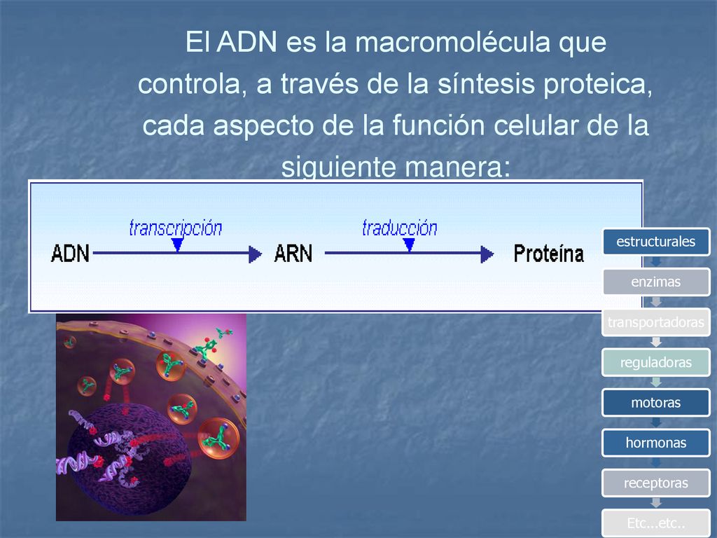 El ADN es la macromolécula que controla, a través de la síntesis proteica, cada aspecto de la función celular de la siguiente manera: