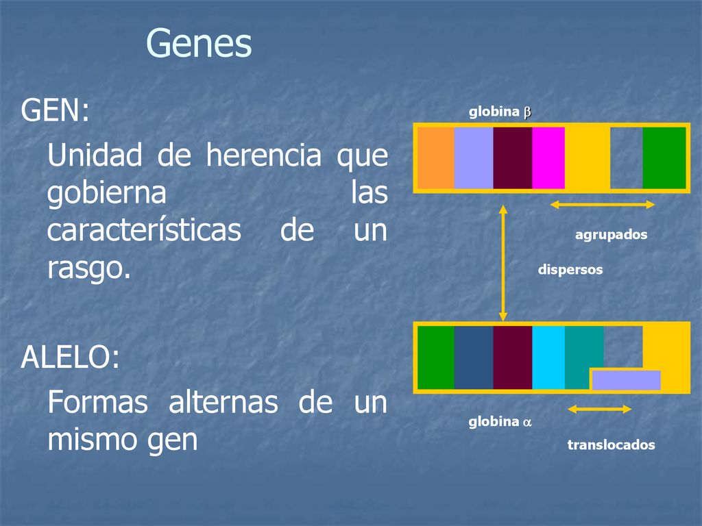 Genes GEN: Unidad de herencia que gobierna las características de un rasgo. ALELO: Formas alternas de un mismo gen.