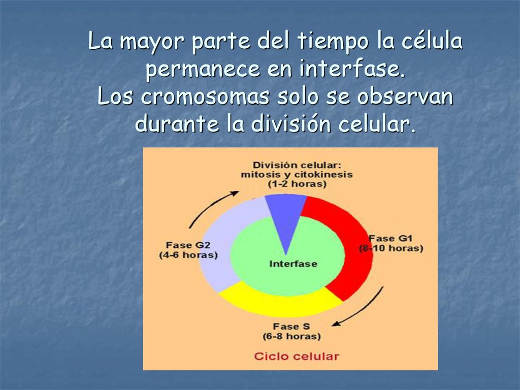 La mayor parte del tiempo la célula permanece en interfase