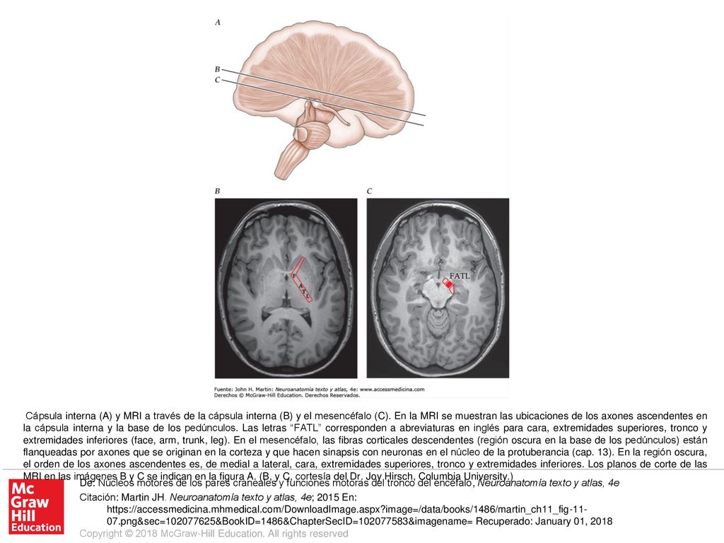 Cápsula interna (A) y MRI a través de la cápsula interna (B) y el mesencéfalo (C). En la MRI se muestran las ubicaciones de los axones ascendentes en la cápsula interna y la base de los pedúnculos. Las letras FATL corresponden a abreviaturas en inglés para cara, extremidades superiores, tronco y extremidades inferiores (face, arm, trunk, leg). En el mesencéfalo, las fibras corticales descendentes (región oscura en la base de los pedúnculos) están flanqueadas por axones que se originan en la corteza y que hacen sinapsis con neuronas en el núcleo de la protuberancia (cap. 13). En la región oscura, el orden de los axones ascendentes es, de medial a lateral, cara, extremidades superiores, tronco y extremidades inferiores. Los planos de corte de las MRI en las imágenes B y C se indican en la figura A. (B, y C, cortesía del Dr. Joy Hirsch, Columbia University.)