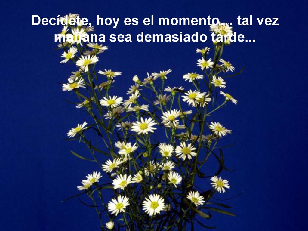 Decídete, hoy es el momento… tal vez mañana sea demasiado tarde...