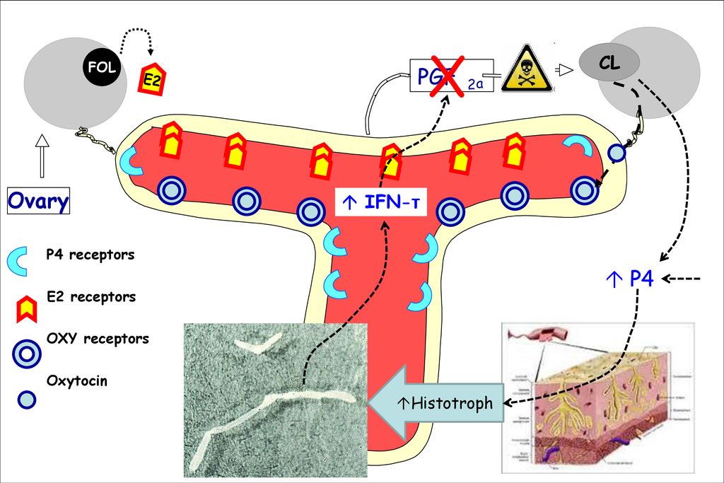 X PGF Ovary  P4 CL  IFN-τ Histotroph FOL E2 2 a P4 receptors