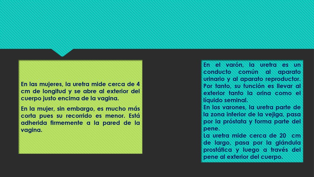 En las mujeres, la uretra mide cerca de 4 cm de longitud y se abre al exterior del cuerpo justo encima de la vagina. En la mujer, sin embargo, es mucho más corta pues su recorrido es menor. Está adherida firmemente a la pared de la vagina.