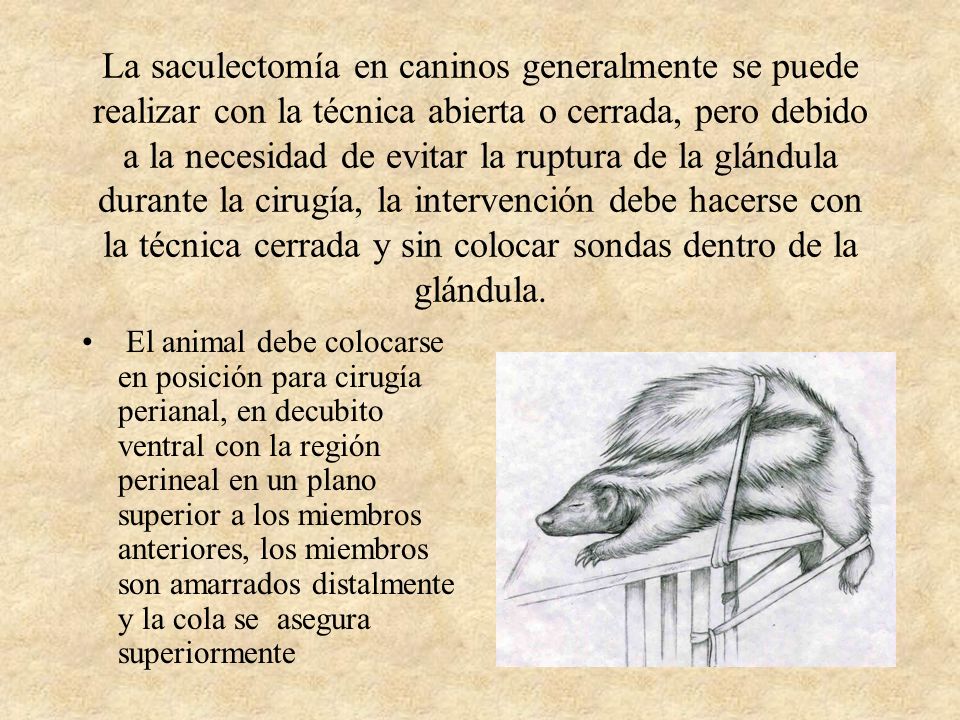 La saculectomía en caninos generalmente se puede realizar con la técnica abierta o cerrada, pero debido a la necesidad de evitar la ruptura de la glándula durante la cirugía, la intervención debe hacerse con la técnica cerrada y sin colocar sondas dentro de la glándula.