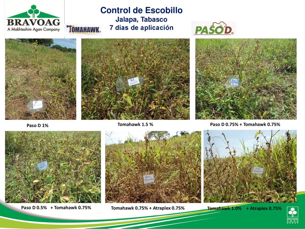 Control de Escobillo Jalapa, Tabasco 7 días de aplicación Paso D 1%