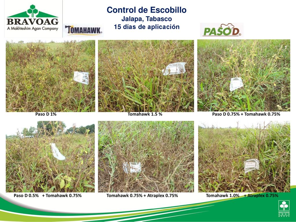 Control de Escobillo Jalapa, Tabasco 15 días de aplicación Paso D 1%