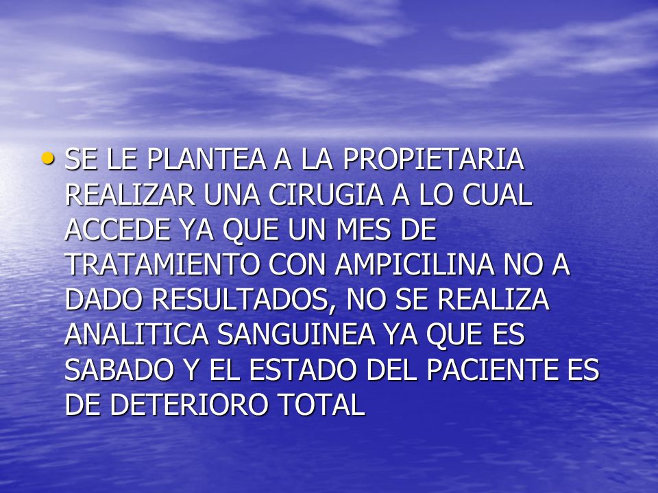 SE LE PLANTEA A LA PROPIETARIA REALIZAR UNA CIRUGIA A LO CUAL ACCEDE YA QUE UN MES DE TRATAMIENTO CON AMPICILINA NO A DADO RESULTADOS, NO SE REALIZA ANALITICA SANGUINEA YA QUE ES SABADO Y EL ESTADO DEL PACIENTE ES DE DETERIORO TOTAL