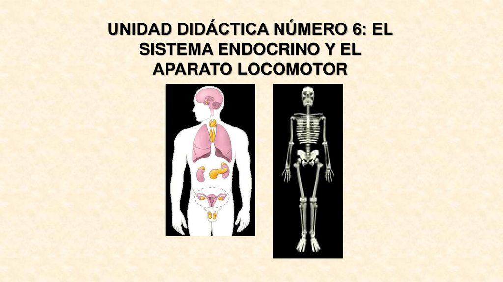 UNIDAD DIDÁCTICA NÚMERO 6: EL SISTEMA ENDOCRINO Y EL APARATO LOCOMOTOR