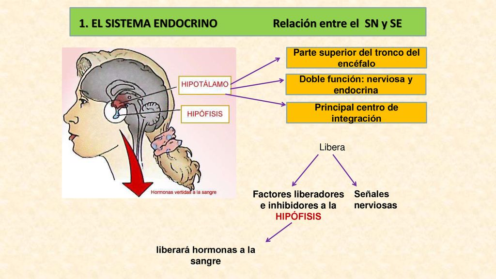 1. EL SISTEMA ENDOCRINO Relación entre el SN y SE