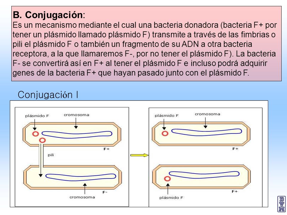B. Conjugación: Es un mecanismo mediante el cual una bacteria donadora (bacteria F+ por tener un plásmido llamado plásmido F) transmite a través de las fimbrias o pili el plásmido F o también un fragmento de su ADN a otra bacteria receptora, a la que llamaremos F-, por no tener el plásmido F). La bacteria F- se convertirá así en F+ al tener el plásmido F e incluso podrá adquirir genes de la bacteria F+ que hayan pasado junto con el plásmido F.
