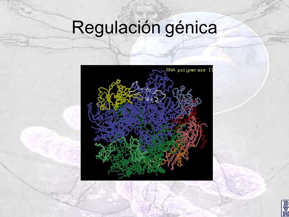 Regulación génica