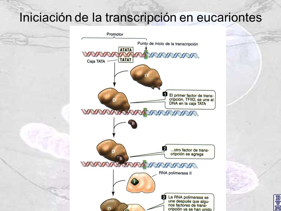 Iniciación de la transcripción en eucariontes