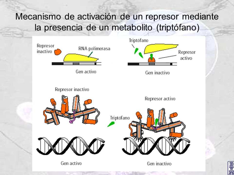 Mecanismo de activación de un represor mediante la presencia de un metabolito (triptófano)