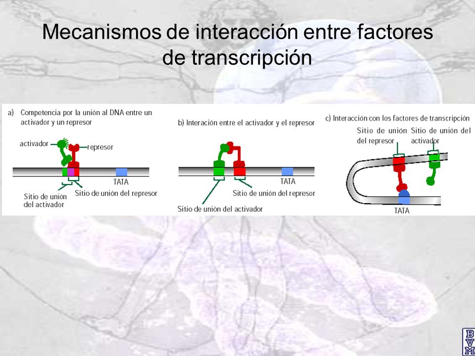 Mecanismos de interacción entre factores de transcripción