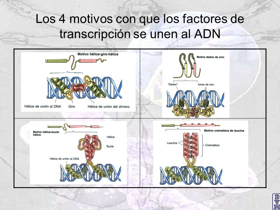 Los 4 motivos con que los factores de transcripción se unen al ADN