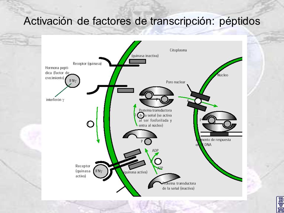 Activación de factores de transcripción: péptidos