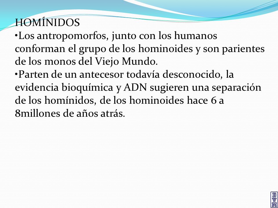 HOMÍNIDOS •Los antropomorfos, junto con los humanos conforman el grupo de los hominoides y son parientes de los monos del Viejo Mundo.