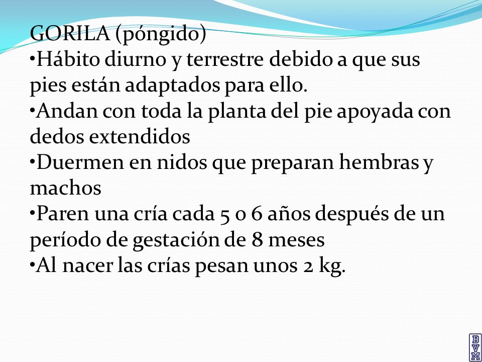 GORILA (póngido) •Hábito diurno y terrestre debido a que sus pies están adaptados para ello.