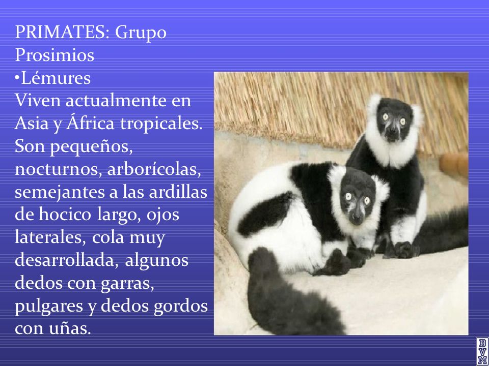 PRIMATES: Grupo Prosimios •Lémures Viven actualmente en Asia y África tropicales.