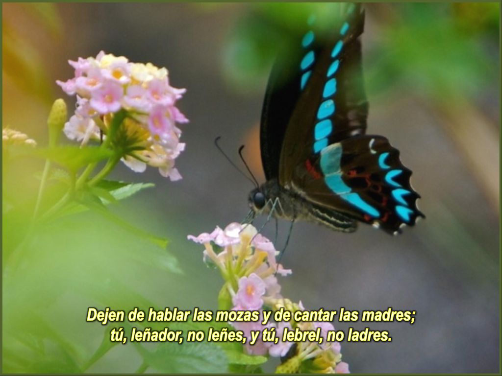 Dejen de hablar las mozas y de cantar las madres;