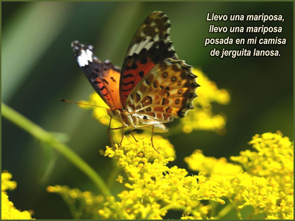 Llevo una mariposa, llevo una mariposa posada en mi camisa de jerguita lanosa.