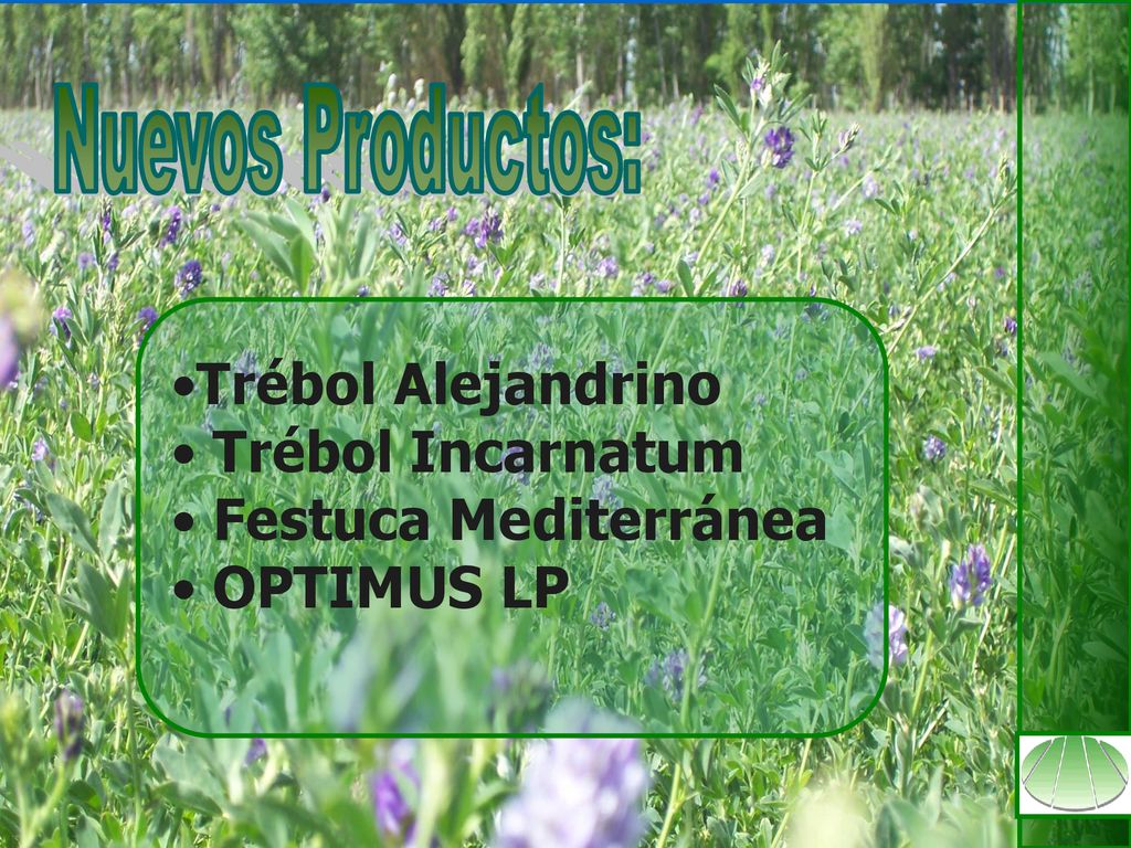 Nuevos Productos: Trébol Alejandrino Trébol Incarnatum Festuca Mediterránea OPTIMUS LP