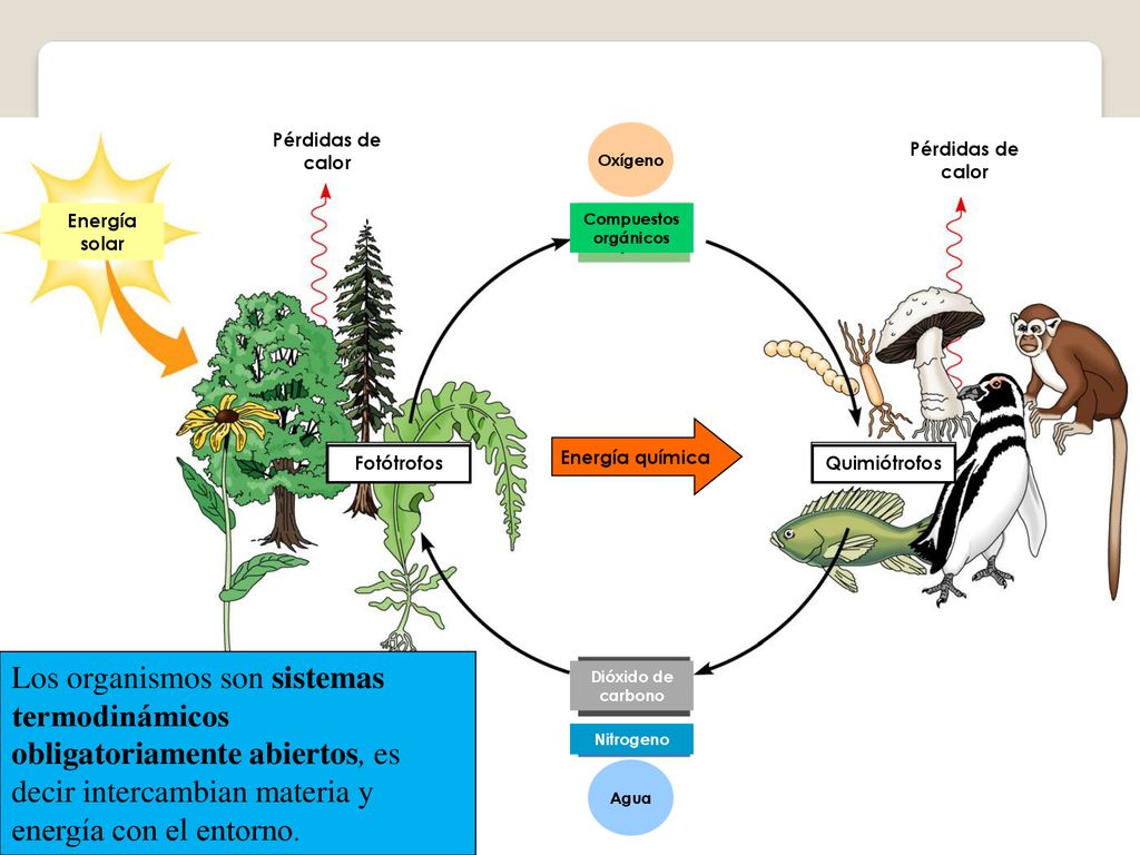 Pérdidas de calor Oxígeno. Pérdidas de calor. Energía solar. Compuestos orgánicos. Energía química.