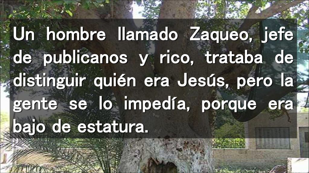Un hombre llamado Zaqueo, jefe de publicanos y rico, trataba de distinguir quién era Jesús, pero la gente se lo impedía, porque era bajo de estatura.