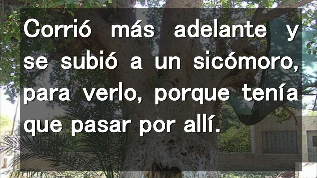 Corrió más adelante y se subió a un sicómoro, para verlo, porque tenía que pasar por allí.